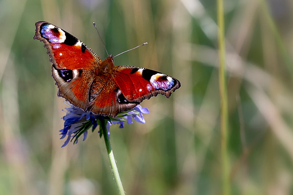 Peacock Butterfly © Bob Riach Jigsaw Photography Ltd copy