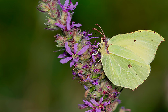 Brimstone Butterfly © Bob Riach Jigsaw Photography Ltd copy