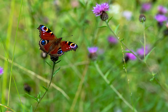 Peacock Butterfly Field © Bob Riach Jigsaw Photography Ltd copy