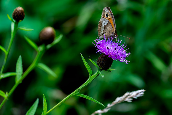 Large Heath Butterfly  © Bob Riach Jigsaw Photography Ltd copy