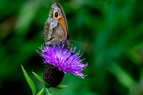 02 Large Heath Butterfly  © Bob Riach Jigsaw Photography Ltd copy