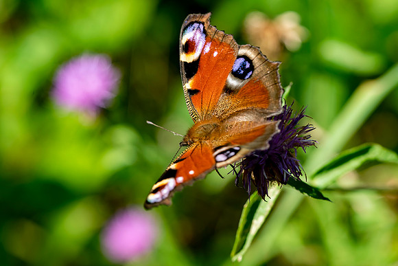 02 Peacock Butterfly © Bob Riach Jigsaw Photography Ltd copy