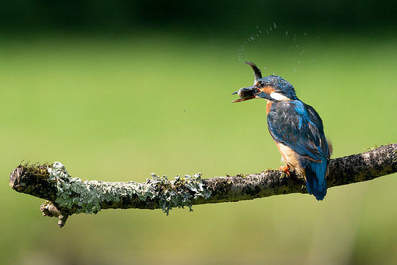 21 Kingfisher on a branch with Fish © Bob Riach Jigsaw Photography Ltd copy