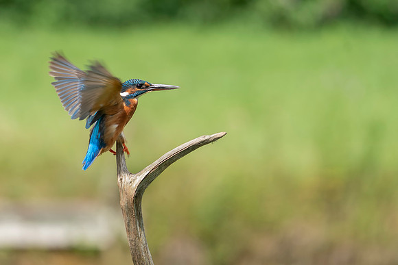 20 Kingfisher on a branch with Fish © Bob Riach Jigsaw Photography Ltd copy