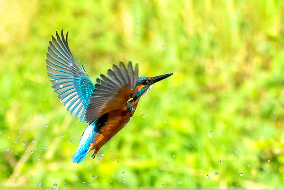 Kingfisher After a Dive© Bob Riach Jigsaw Photography Ltd copy