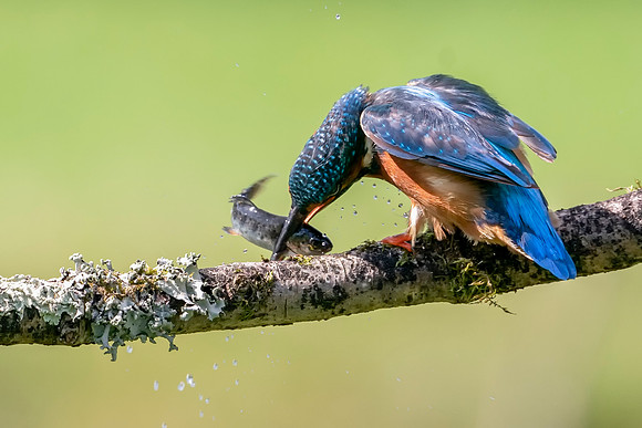22 Kingfisher on a branch with Fish © Bob Riach Jigsaw Photography Ltd copy