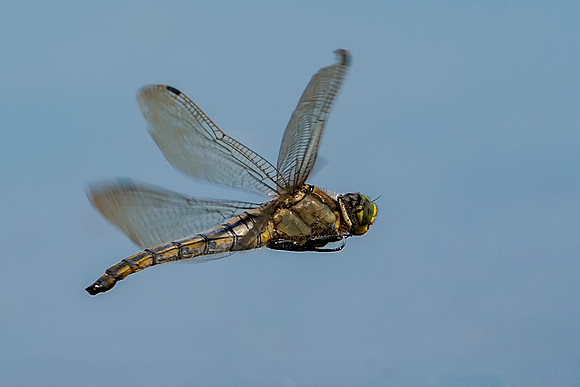 02 Black Tailed Skimmer © Bob Riach Jigsaw Photography Ltd copy