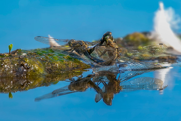Black Tailed Skimmer© Bob Riach Jigsaw Photography Ltd copy