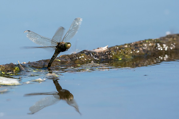 002 Black Tailed Skimmer© Bob Riach Jigsaw Photography Ltd copy