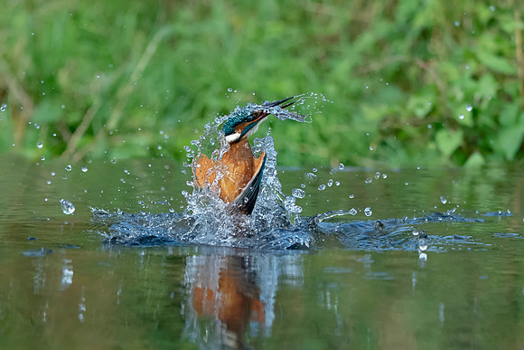 02 Kingfisher Got The Fish © Bob Riach Jigsaw Photography Ltd copy