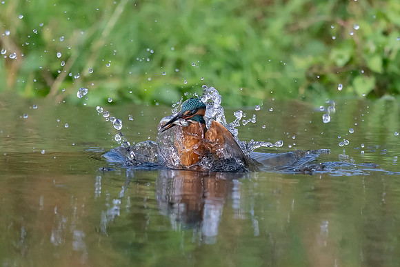 Kingfisher Got The Fish © Bob Riach Jigsaw Photography Ltd copy