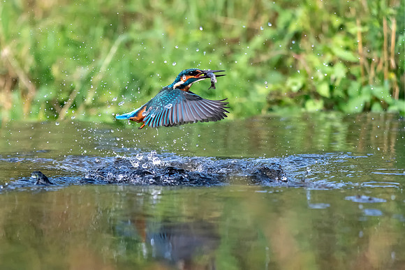 03 Kingfisher Got The Fish © Bob Riach Jigsaw Photography Ltd copy