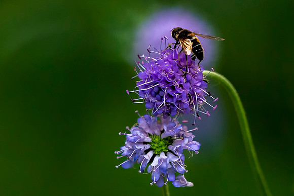 01 Hover Fly © Bob Riach Jigsaw Photography LTD