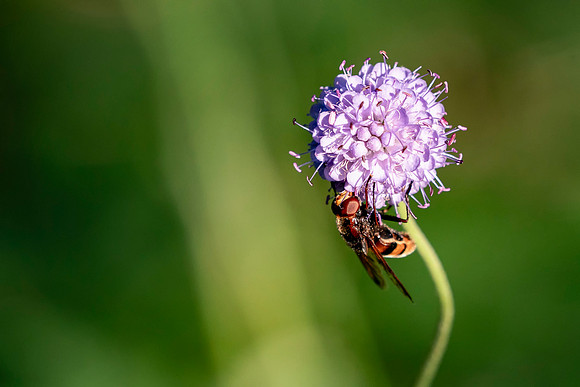 04 Hover Fly © Bob Riach Jigsaw Photography LTD