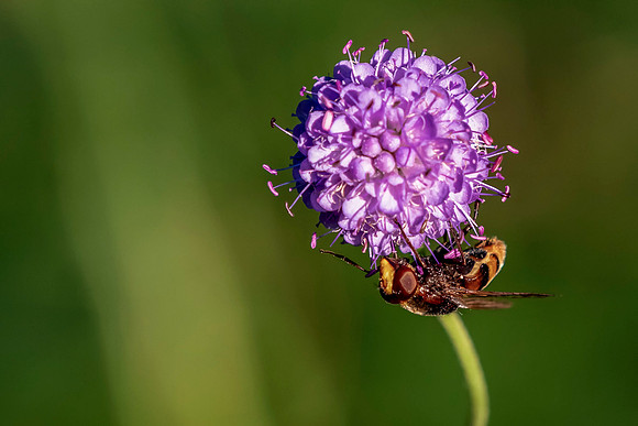 03 Hover Fly © Bob Riach Jigsaw Photography LTD