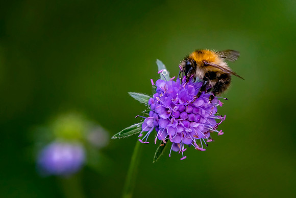 02 Bee © Bob Riach Jigsaw Photography LTD