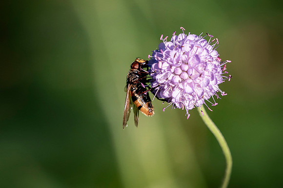 05 Hover Fly © Bob Riach Jigsaw Photography LTD