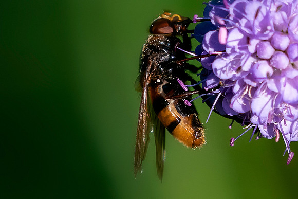 12 Hornet Hover Fly © Bob Riach Jigsaw Photography LTD