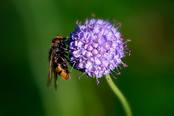 11 Hornet Hover Fly © Bob Riach Jigsaw Photography LTD