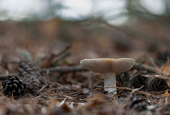 Autumn Mushroom © Bob Rach-1