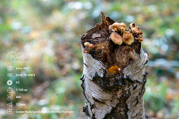 DSC01856 Mushroom   Meta © Bob Riach