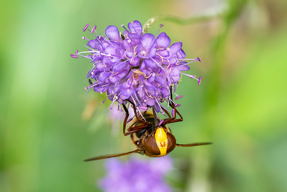 _DSC2379 Hoverfly Sony A1 Sony FE 2.8 90 Macro G © Bob Riach.