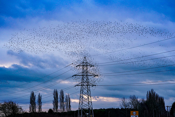 001 Starling Murmuration © Bob Riach