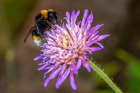 111 Bee © Bob Riach