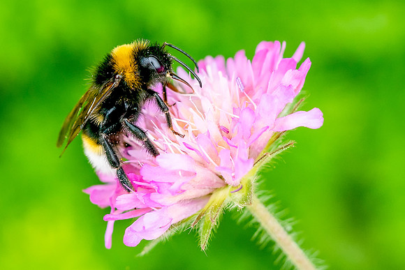 115 Bee © Bob Riach