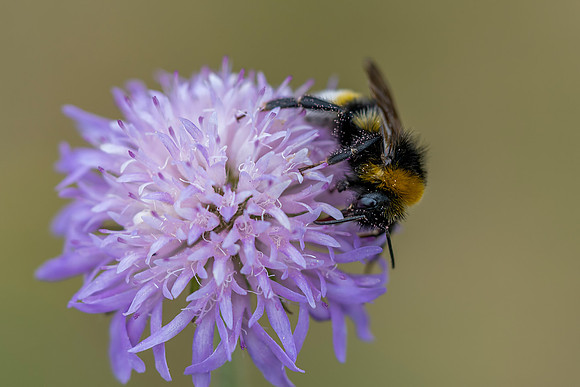 114 Bee © Bob Riach