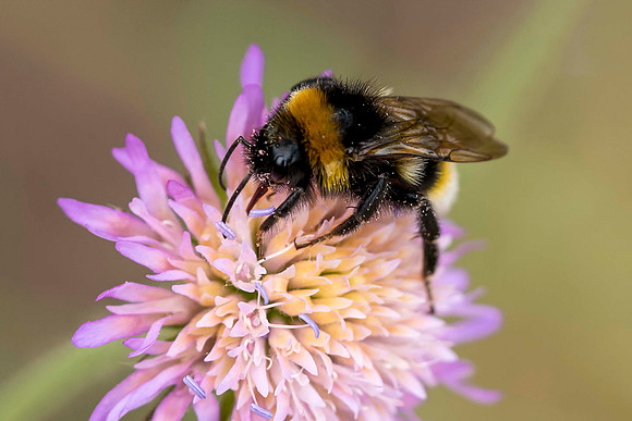 113 Bee © Bob Riach