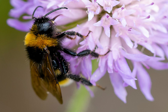 112 Bee © Bob Riach