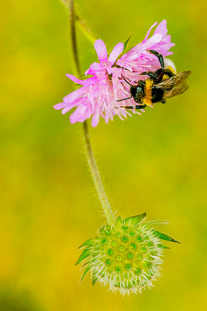 116 Bee  with bud © Bob Riach
