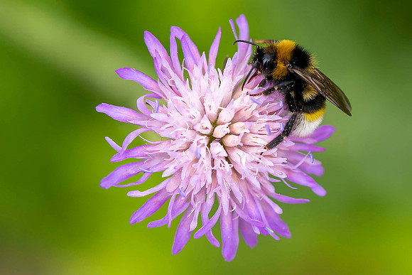 117 Bee © Bob Riach