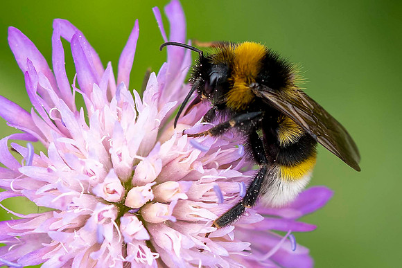118 Bee © Bob Riach