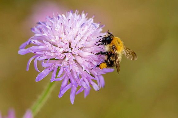 119 Bee © Bob Riach