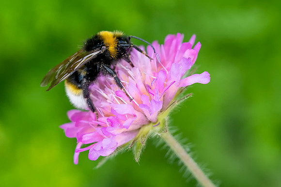 120 Bee © Bob Riach
