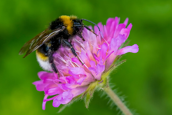 121 Bee © Bob Riach