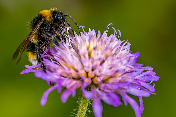 122 Bee © Bob Riach