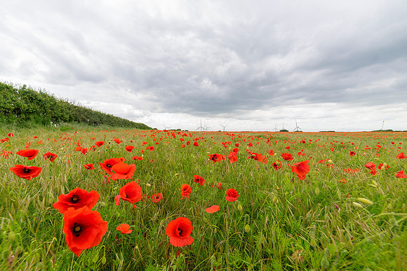 Winterton Poppy Field