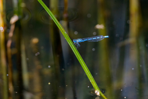 Ashby Ville  Damselfly   Scunthorpe © Bob Riach