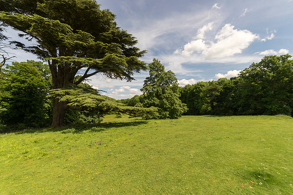 Brocklesby Trees  © Bob Riach