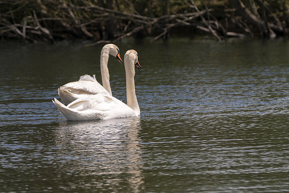 Ashby Ville  Swans Scunthorpe © Bob Riach