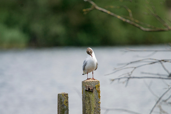 Ashby Ville  Wild Life Gull Scunthorpe © Bob Riach