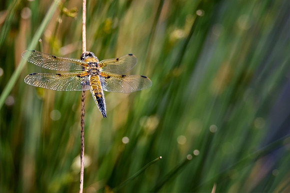 Ashby Ville  Dragonfly  Scunthorpe © Bob Riach