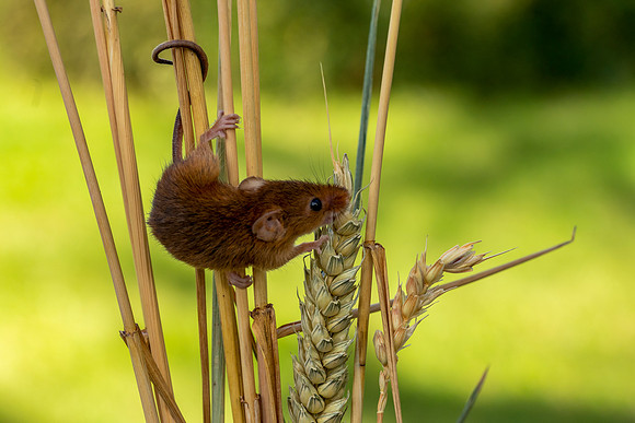 3002 Field Mouse  © Bob Riach