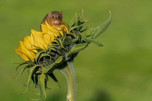 3003 Field Mouse on Sunflower © Bob Riach