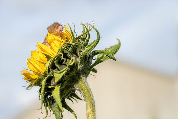 04 Field Mouse on Sunflower