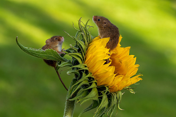 01 Two Field Mouse on Flower