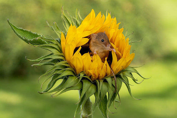 01 Field Mouse on Sunflower